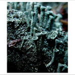 ...SMUTNÉ LIŠEJNÍKY