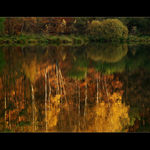 ...PODZIMNÍ REFLEXE...