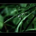 KAPKA MEZI STÉBLY...