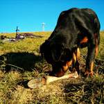 že vraj Červená Karkulka...