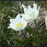 pytačky v tráve...