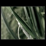 Travinné abstrakce II.