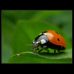 LADYBIRD