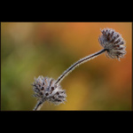 V trávě za svítání I.