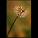 V trávě za svítání II.