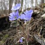 -=VZPOMÍNKA NA JARO=-