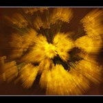 Žlutá Chryzantéma