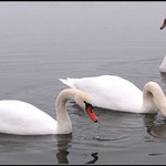 Umí labutě dělat bubliny?