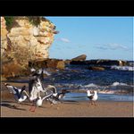 Ako chuti vitazstvo... (rohlik :o))))