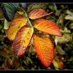 listopad jak má být :o)