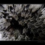 Rosa do chmýří lapená..