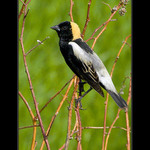 vlhovec rýžový (Dolichonyx oryzivorus)