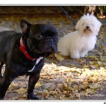 Podzimní procházka