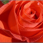 ...rose...
