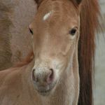 Já sem kůň a kdo seš Ty?