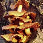 houby na kmeni jabloně