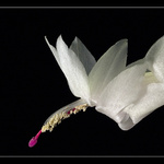 Bílý předvánoční