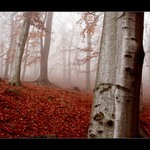 ...že by se dala krájet