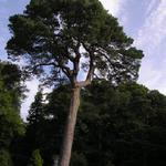 ...jednoduše STROM...