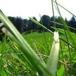 Odpočinek v trávě