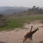 Pražské podání Afriky.