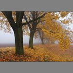 podzimní mlhy u Labe II