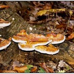 U Pařezové chaloupky