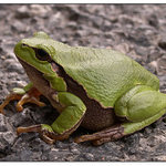 Rozjedou tě, nerozjedou...