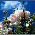 Plane Ruze v Olomouci