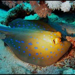 Omeleta s očima na stopkách