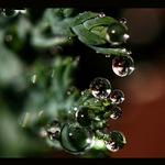 Rosa, nebo vanoce...