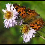 Babôčka zubatokrídla