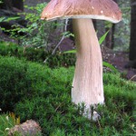 Osamelý šťastlivec