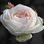 Listopadova