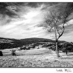 Krajina osamělých stromů