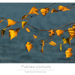 ..: podzimní kontrasty :..