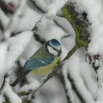 Zimní svět 1 - Sýkora modřinka