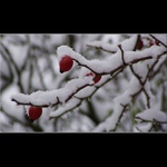 Sňehová přikrývka...