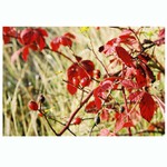 jesenné červenanie