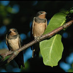 Právě vylétlé vlaštovičky