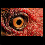 *** oko velkeho bratra? ***