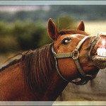 Flémující hřebec