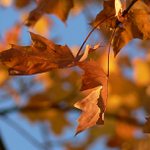 Kamarádi do seště :o)