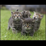 z kočičí školy 2