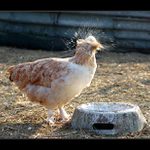 Že by ptačí chřipka ???