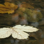 Vor