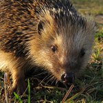 Ježek západní při západu