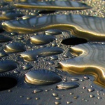 Kapky v ranním sluníčku