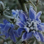 První letošní mrazík kouzelník