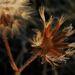 Poslední útržky vzpomínek